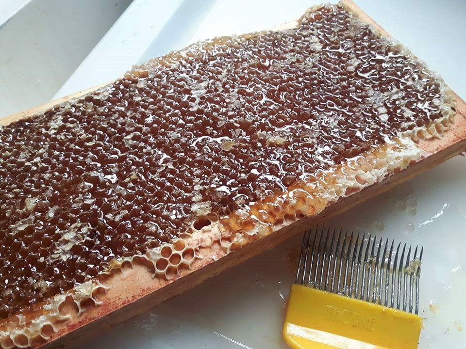  Mountain Ridge Raw Honey Cambridge OH